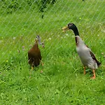 Bnb-blomberg Ebnat-Kappel