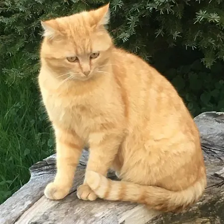 Bnb-blomberg Oda ve Kahvaltı *