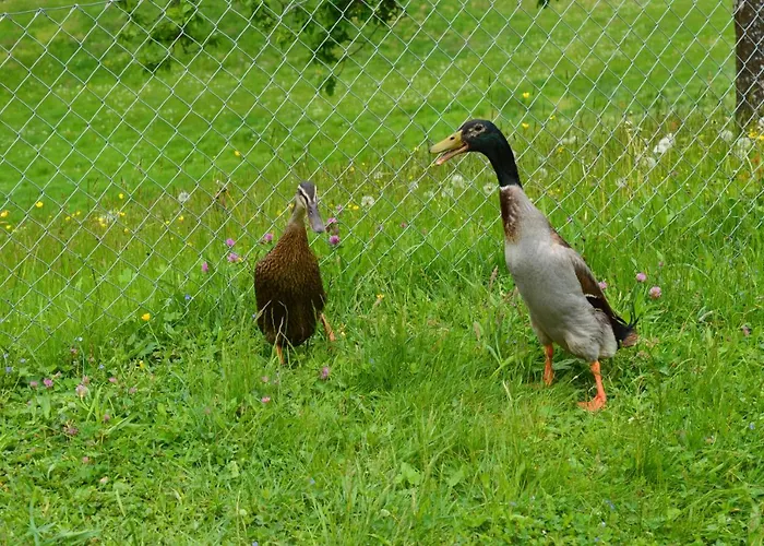 Bnb-blomberg Ebnat-Kappel